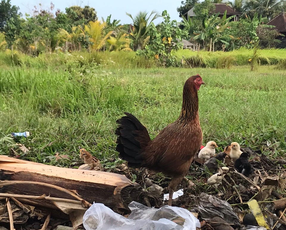 Indonesien - Jembrana - 