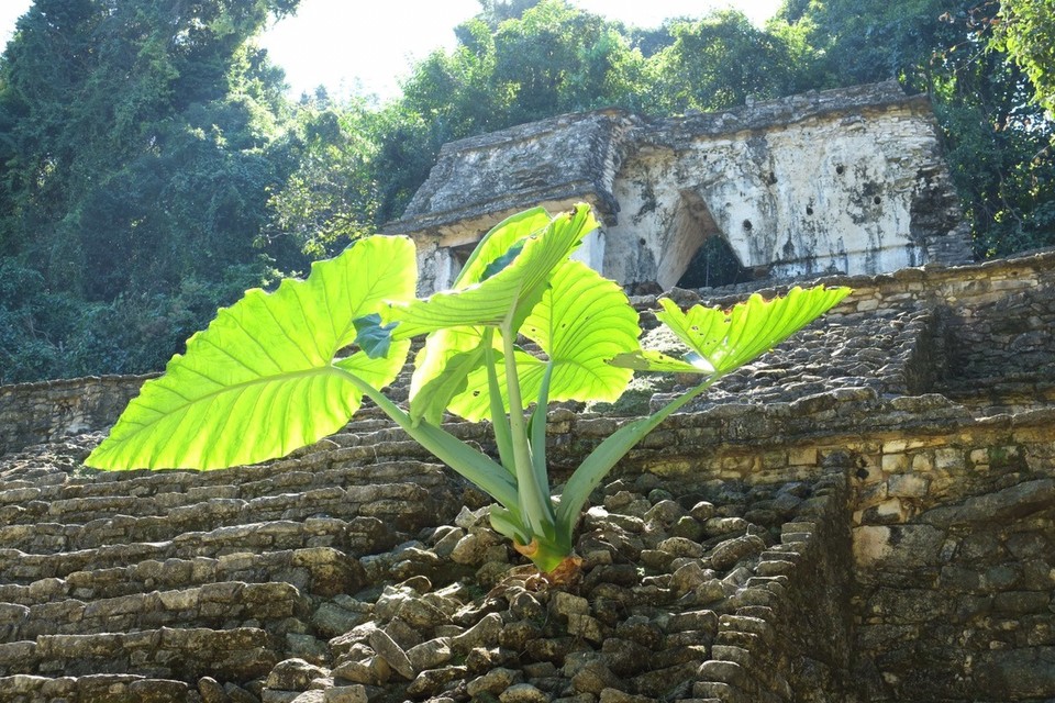 Mexiko - Palenque - 