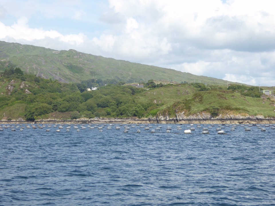 Ireland - Glengarriff - Mussel beds in Glengarriff Harbour.