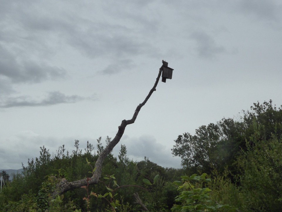 Ireland -  - High flying birds!