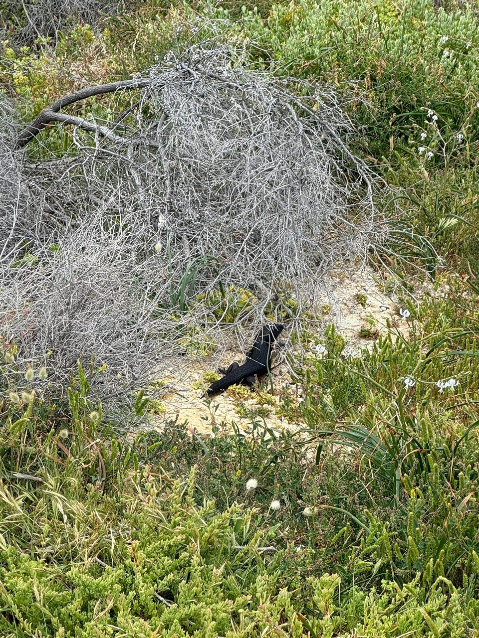 Australien - Rottnest - Pechschwarzi Echsa hemr au as paar gfunda.😁 Dr Marc het sie immr zerst gseh.