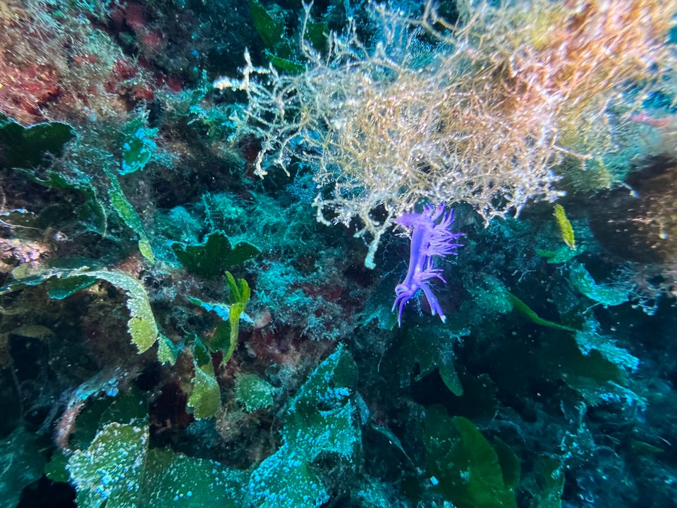 Italien - Capoliveri - Eine violette Fadenschnecke