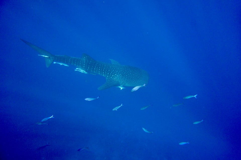 Ägypten - Quseir - Kaum im Wasser war unser Bus schon pünktlich da.