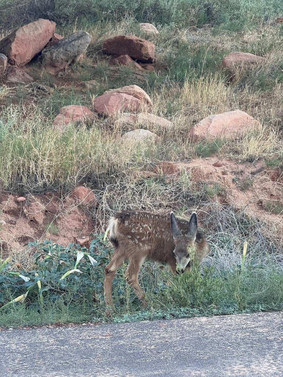 Vereinigte Staaten - Hurricane - 