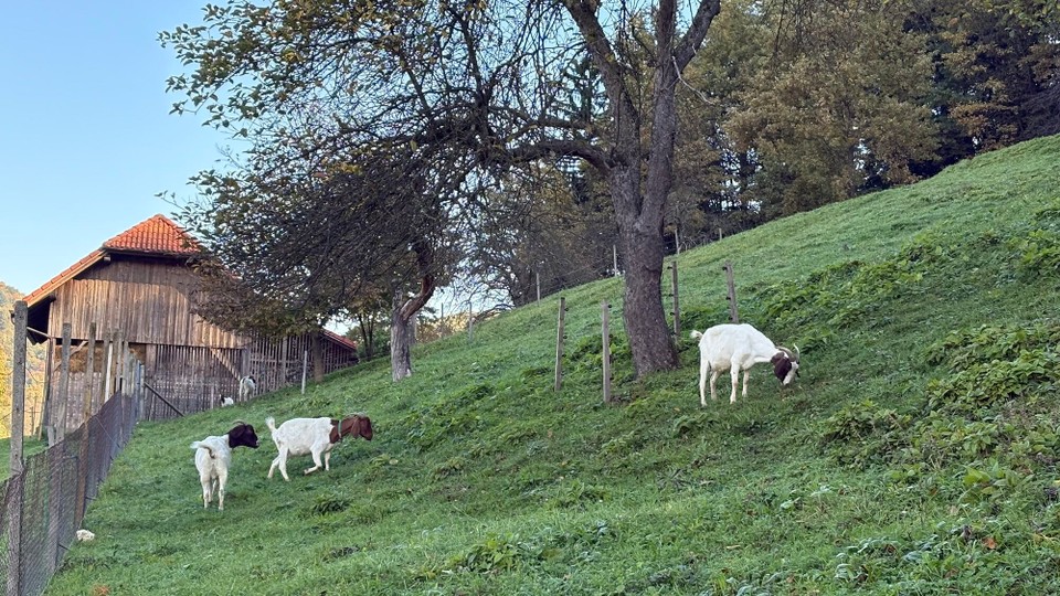 Slowenien - Šentilj v Slovenskih Goricah - …und den Ziegen 