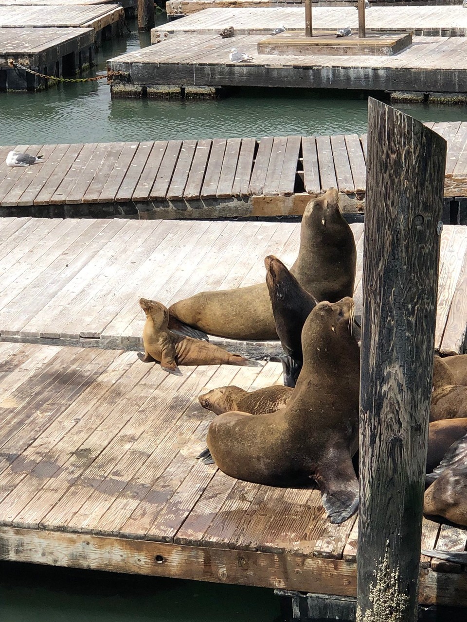 Vereinigte Staaten - San Francisco - Pier 39 SF