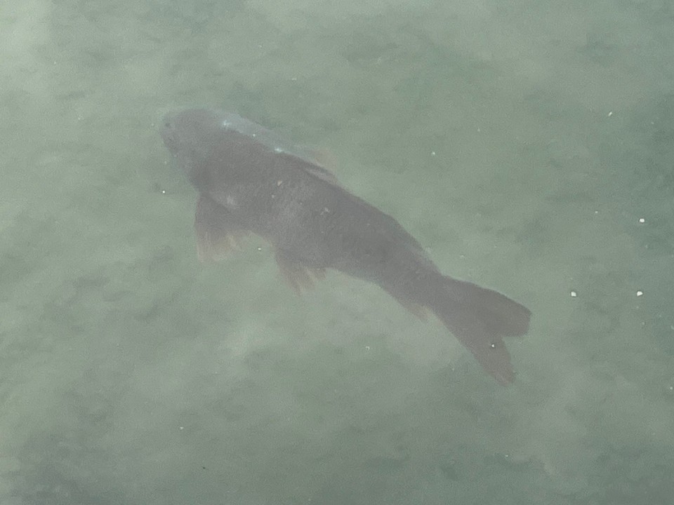 Italien - Kaltern an der Weinstraße - Und da schwimmt auch gleich mein Mittagessen vorbei. 