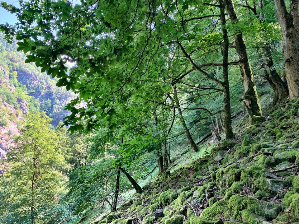 Deutschland - Breitnau - 
