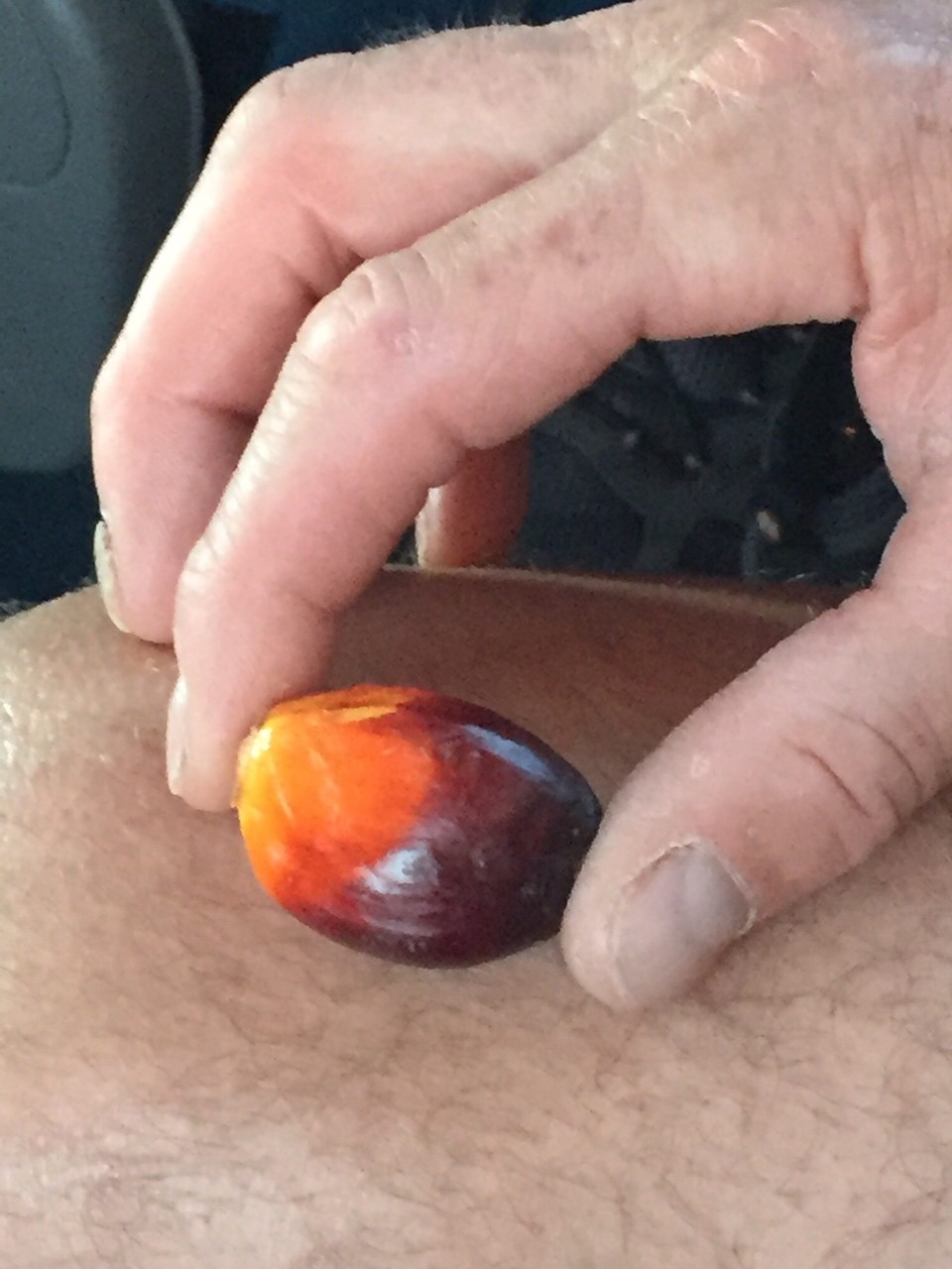 Costa Rica - La Fortuna - Eine Frucht der Ölpalme 