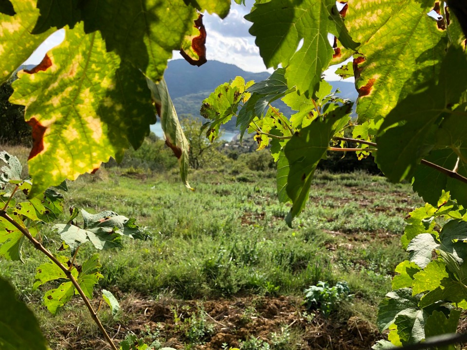 Kroatien - Buzet - Weinberge am Staudamm bei Buzet