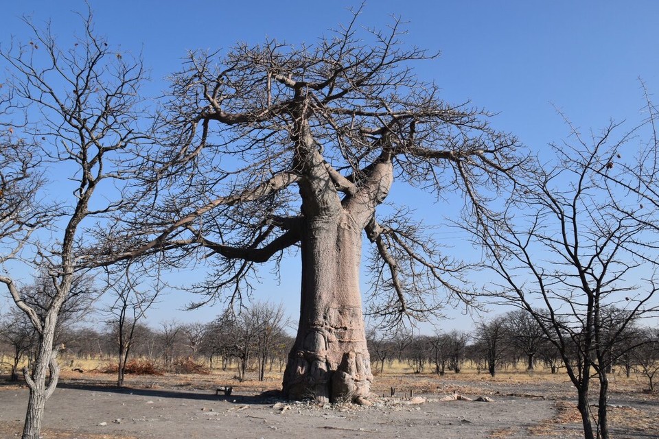 Botsuana -  - Auf einem Bauschild neben der Straße kam mir dann die Erleuchtung, denn genau neben der Straße wurde eine neue gebaut, warum dann die alte noch reparieren? Auf dem Bauschild war in leuchtenden Blau mit gelben Sternen die EU Flagge zu sehen. Jeden weiteren Kommentar dazu unterlasse ich lieber.
