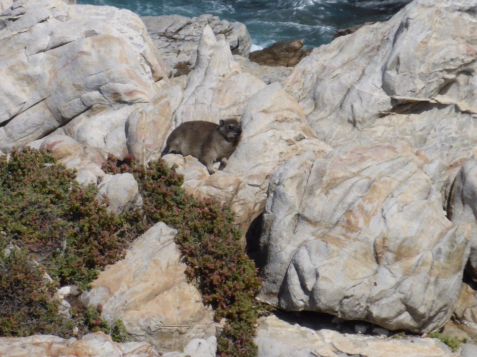 Südafrika - Hermanus - auch die Murmeltiere machen ein Sonnenbad