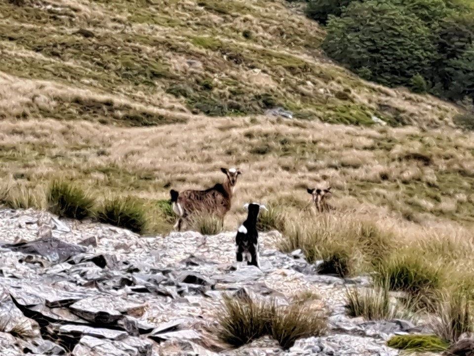 Neuseeland - unbekannt - 