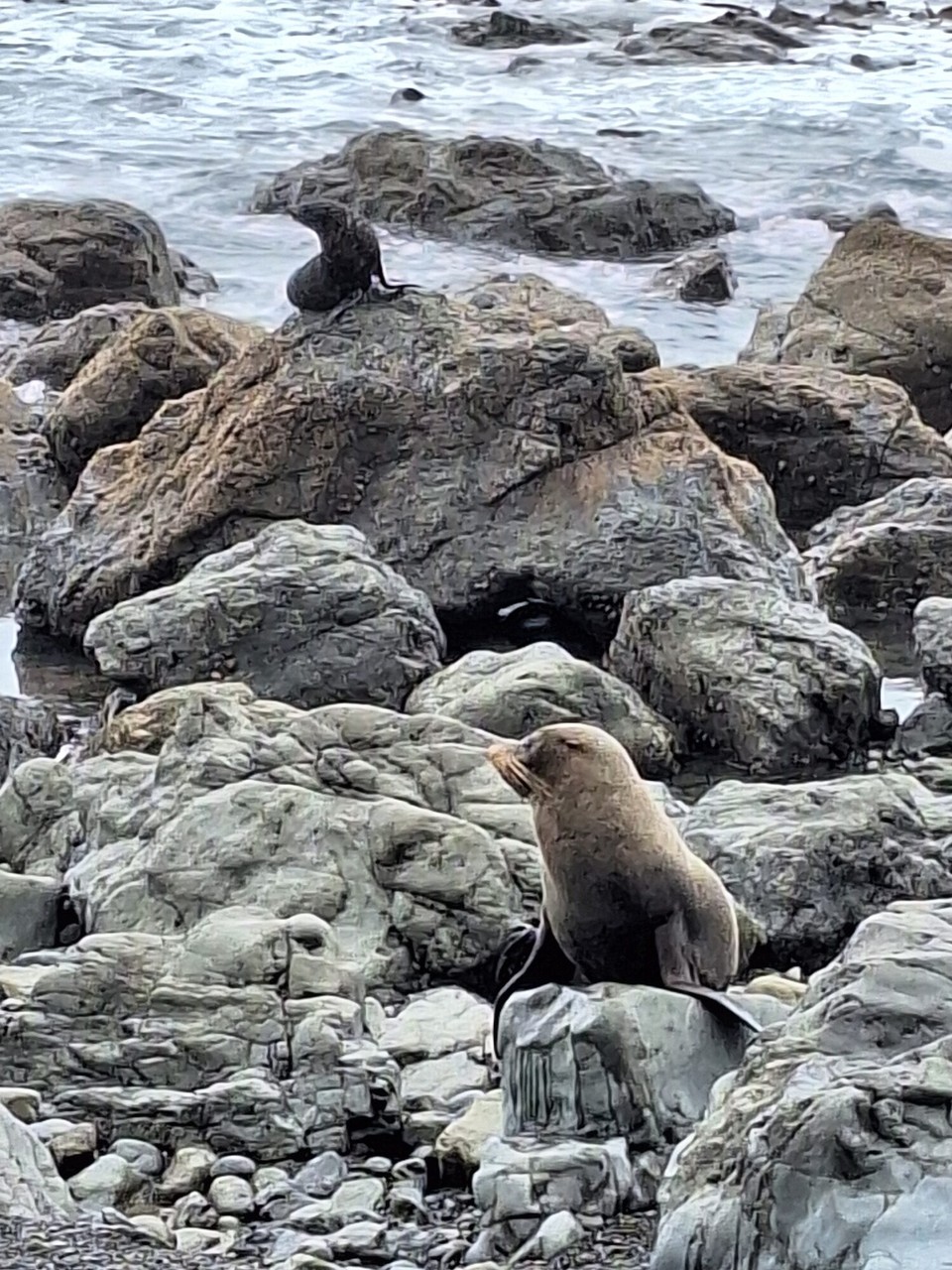 Neuseeland - Kaikoura - 