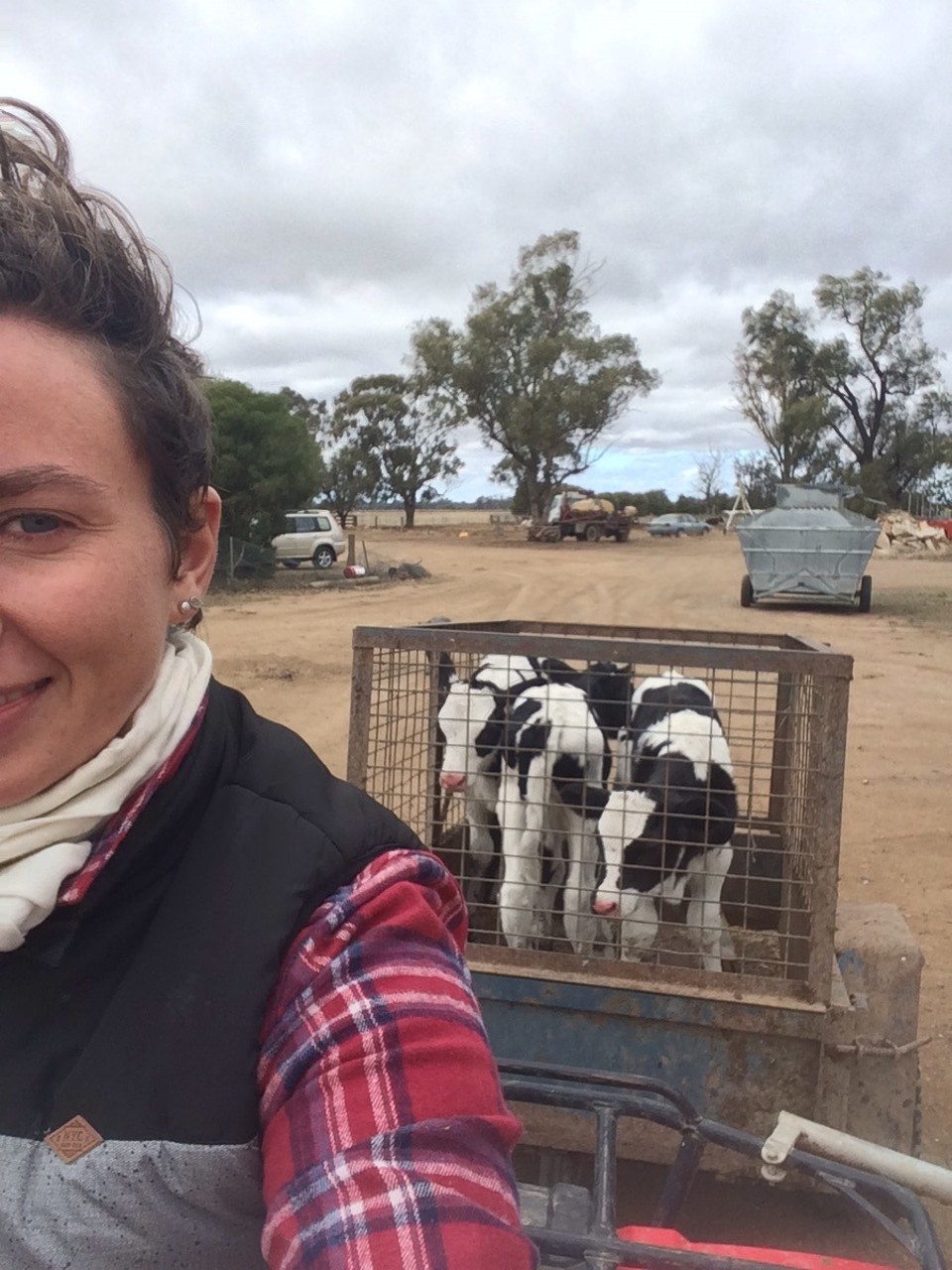  - Australia, Finley 2713 - Moving calves from the stockyard (where they’re born) to the calf shed. 