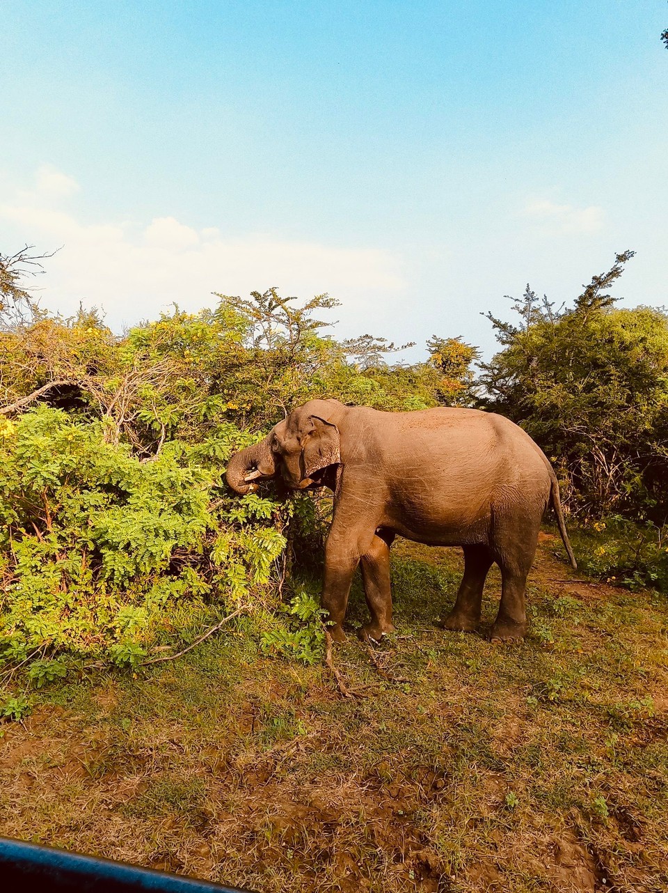 Sri Lanka -  - 