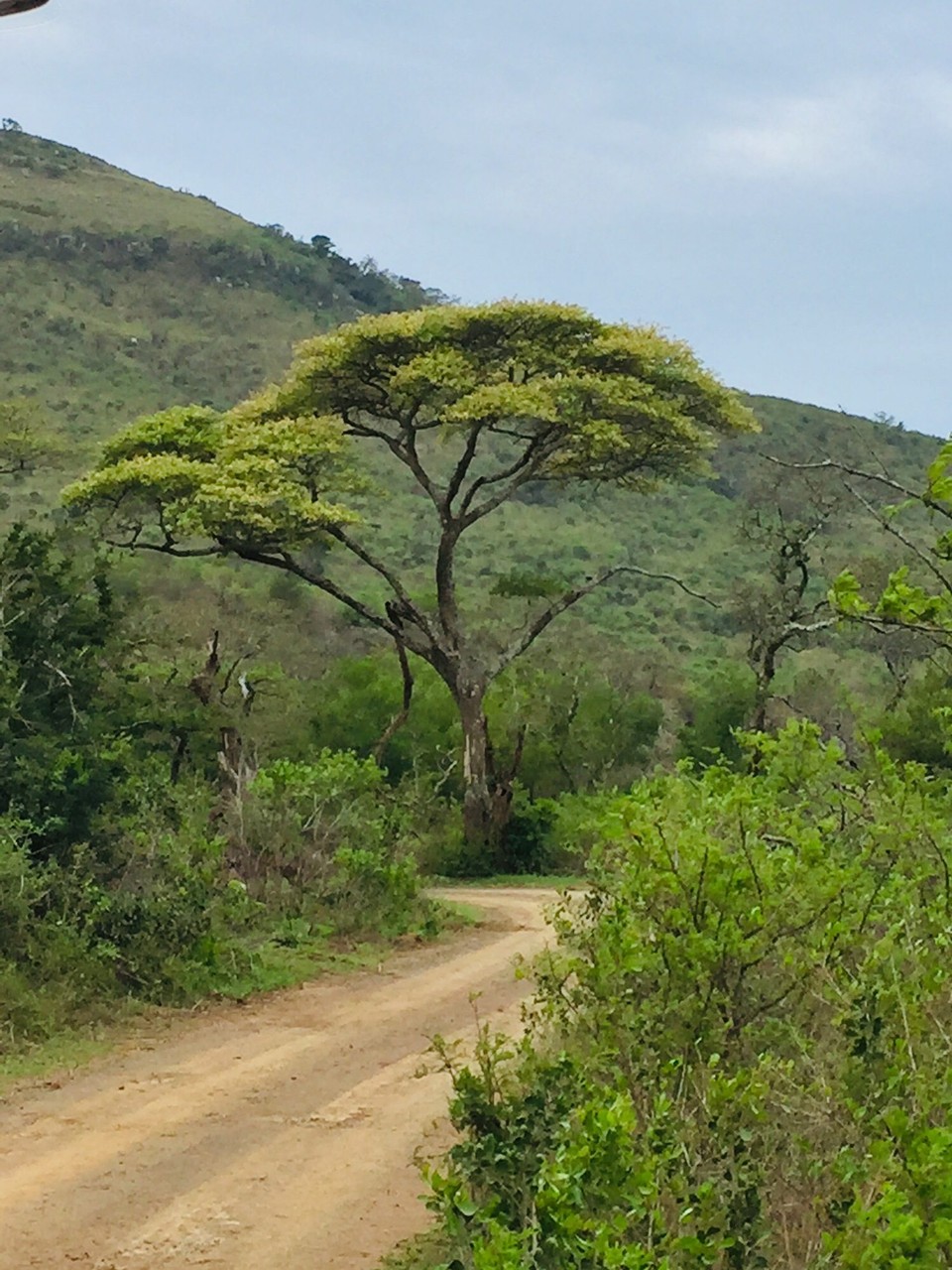Südafrika - Hluhluwe - 