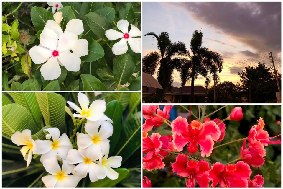 Thailand - Mae Rim - 