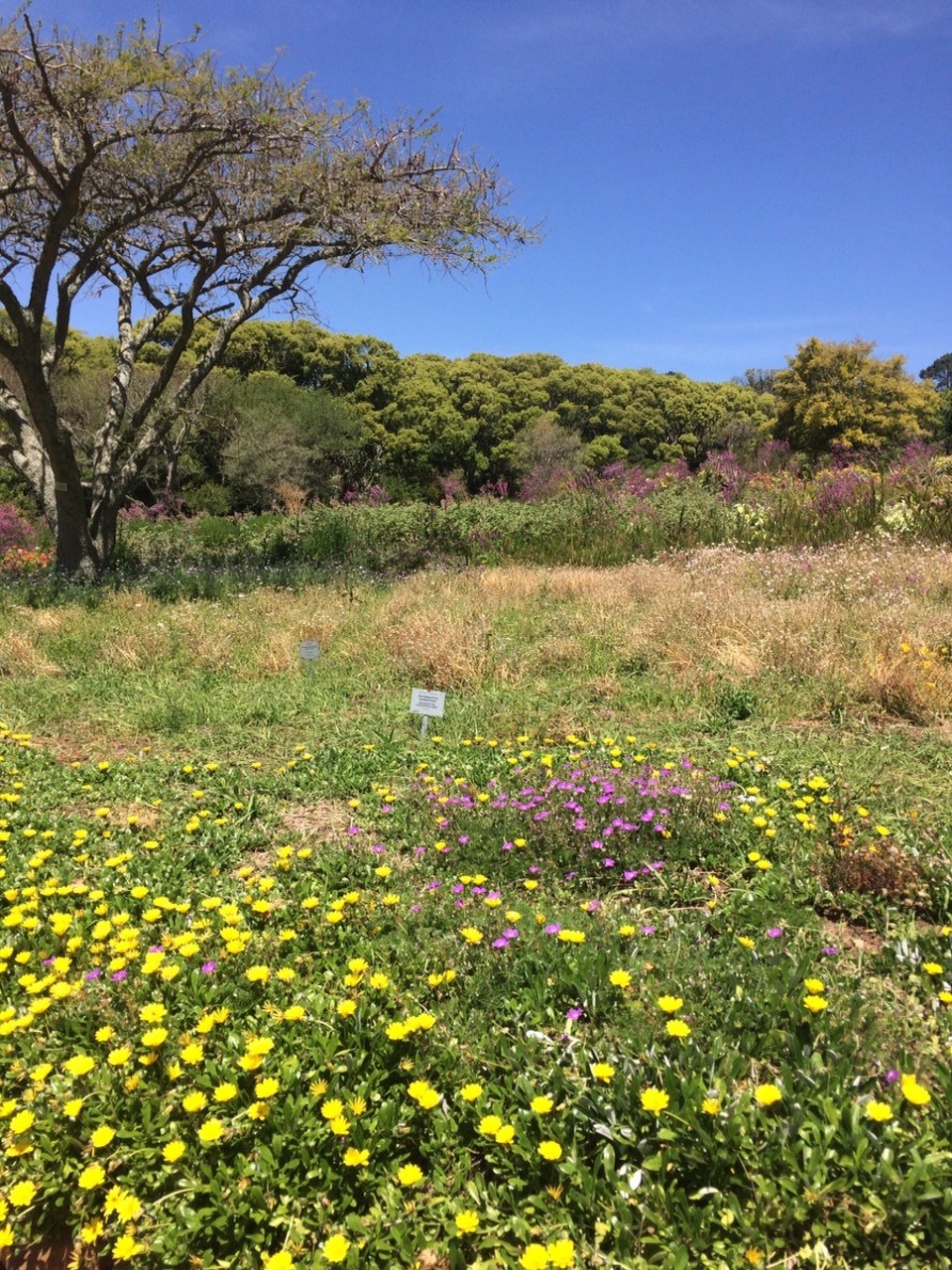  - Südafrika, Kirstenbosch - 