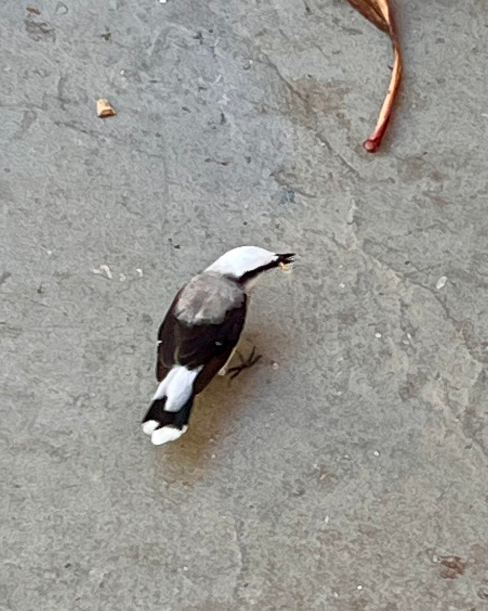 Brasilien - Salvador - 