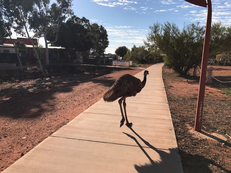  - Australia, Exmouth - Emus everywhere !! Knocking at your van and running across roads !