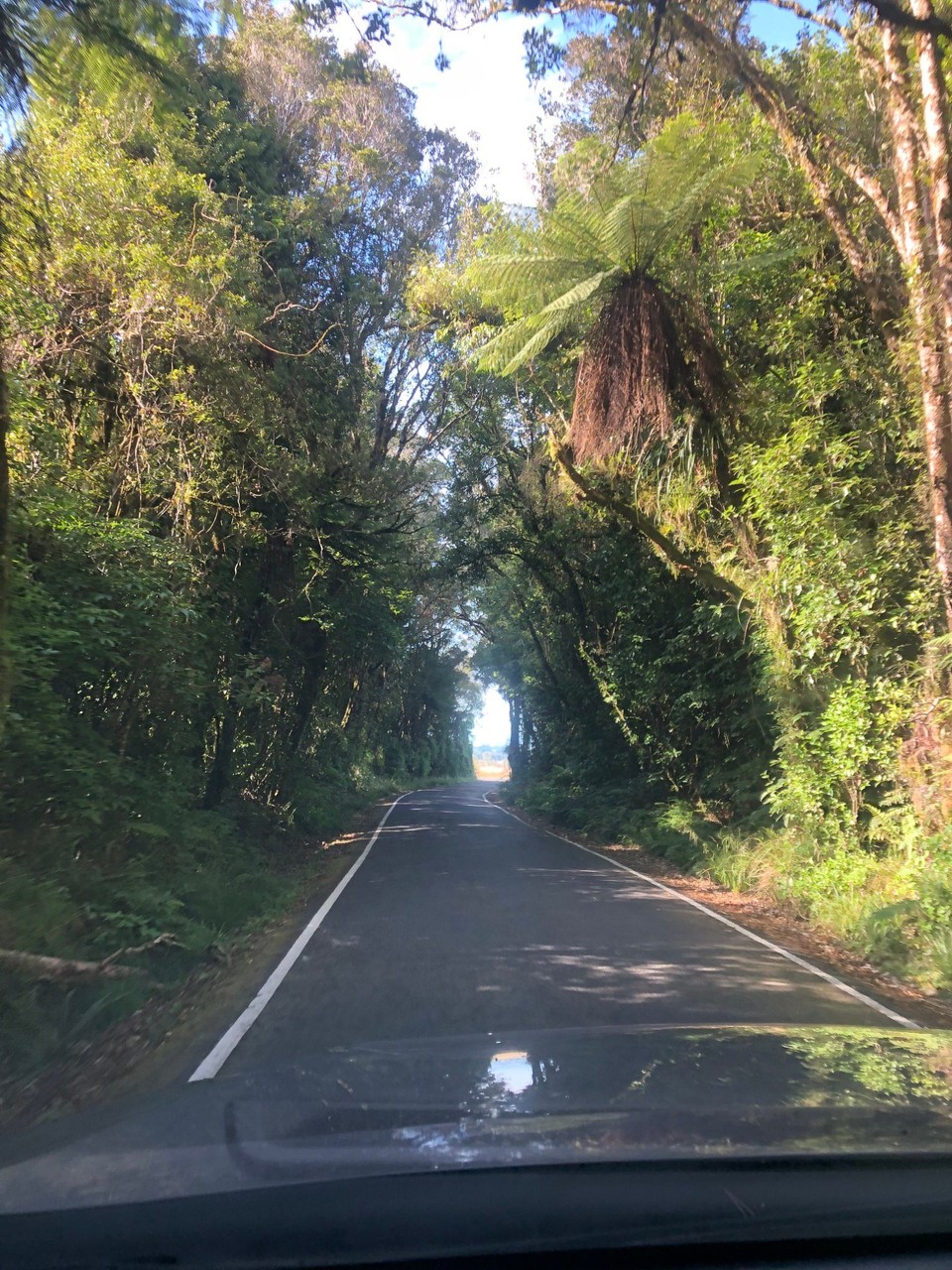 Neuseeland - Waitomo-Distrikt - Der Baumtunnel