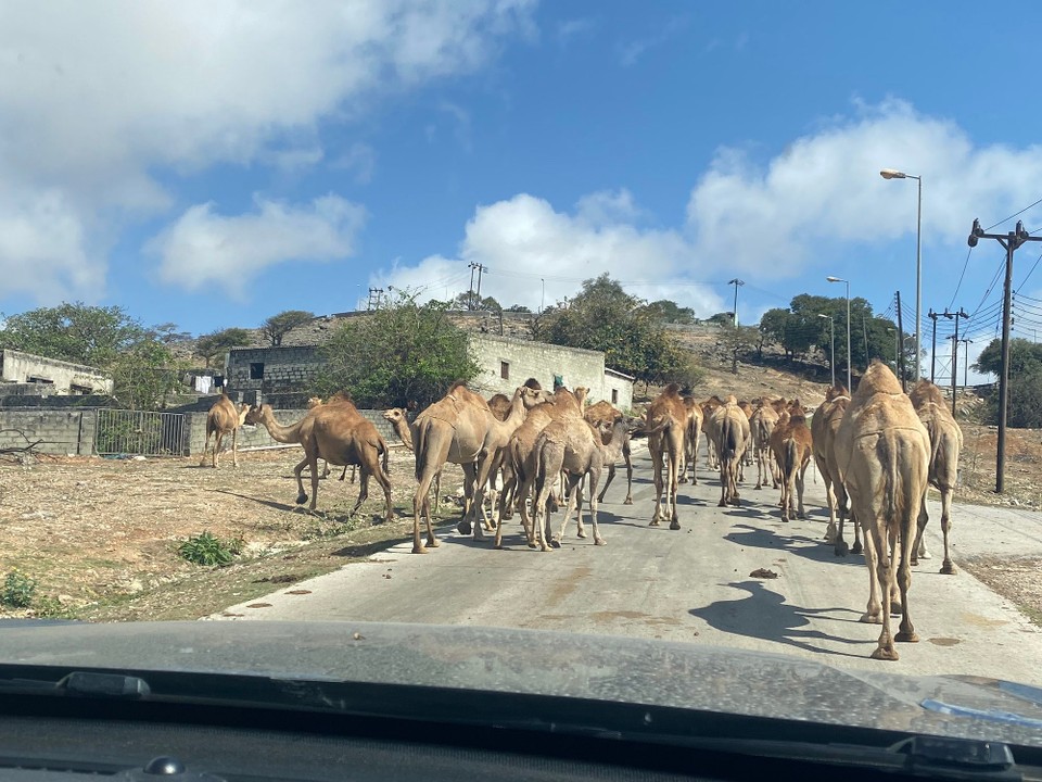 Oman -  - tierische Blockade
