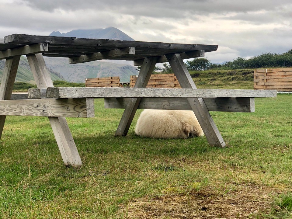 Island - Sveitarfélagið Hornafjörður - Ah... Da direkt auf dem Campingplatz schläft ein Schaf unter dem Tisch... Versuche ich da mal, mich für ein paar Fotos anzupirschen...