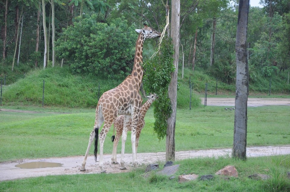 Australien - Noosa Heads - Afrika ist auch vertreten