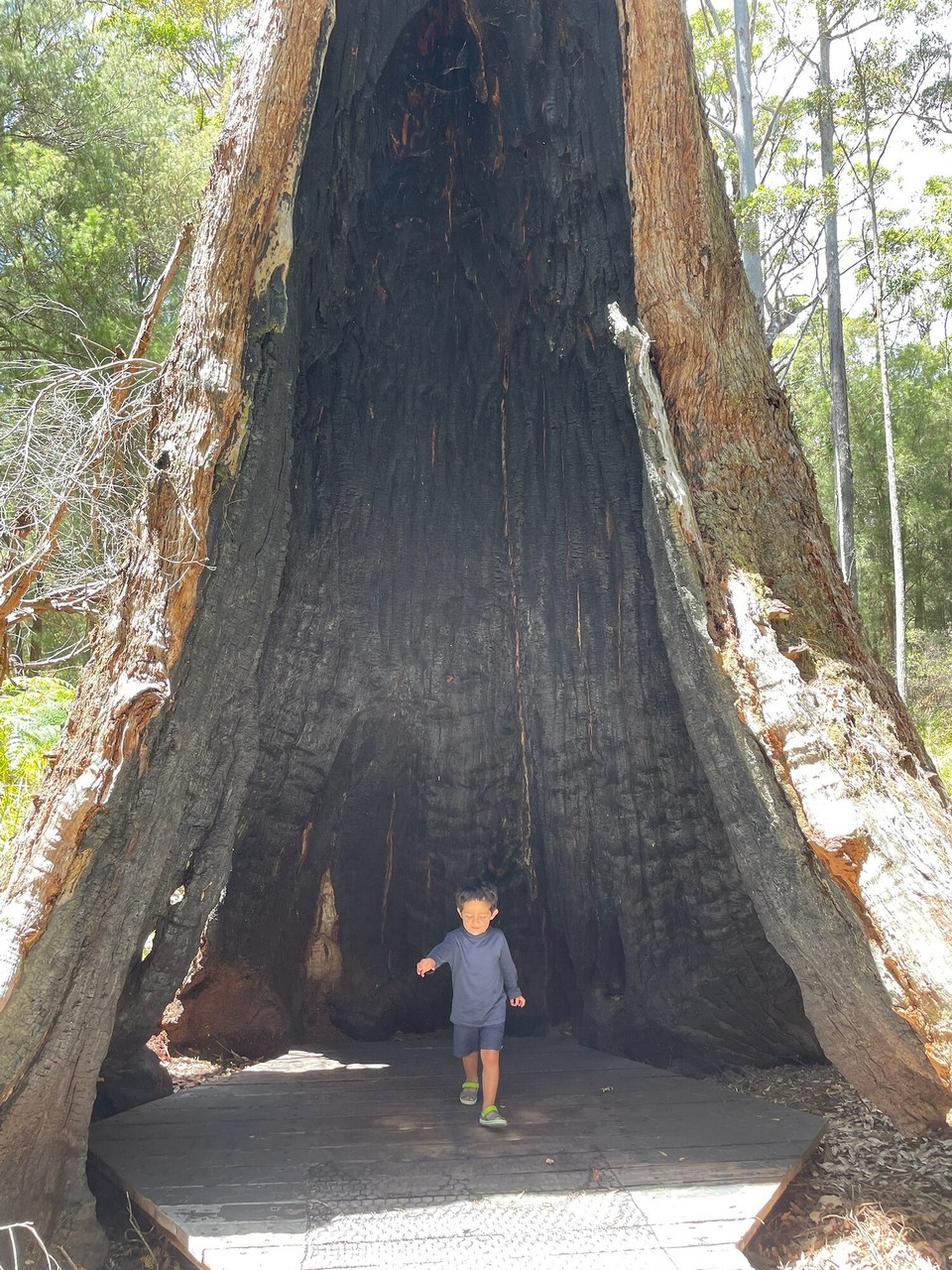 Australien - Tingledale - Hier konnte man zunächst auf einen Pfad durch einen Wald mit großen Tingle-Bäumen gehen. Manche waren im Inneren ausgebrannt.