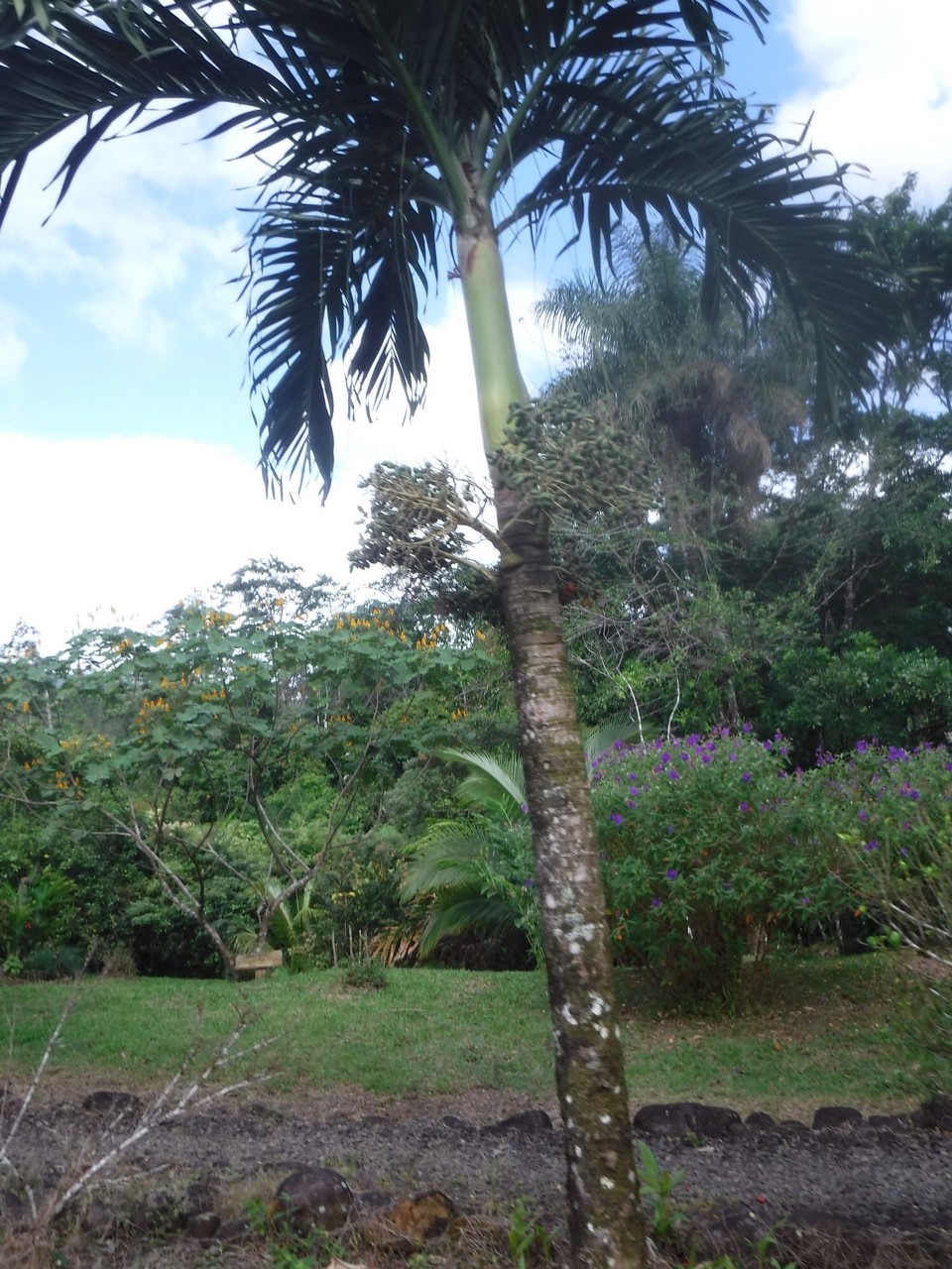 Costa Rica - Liberia - 