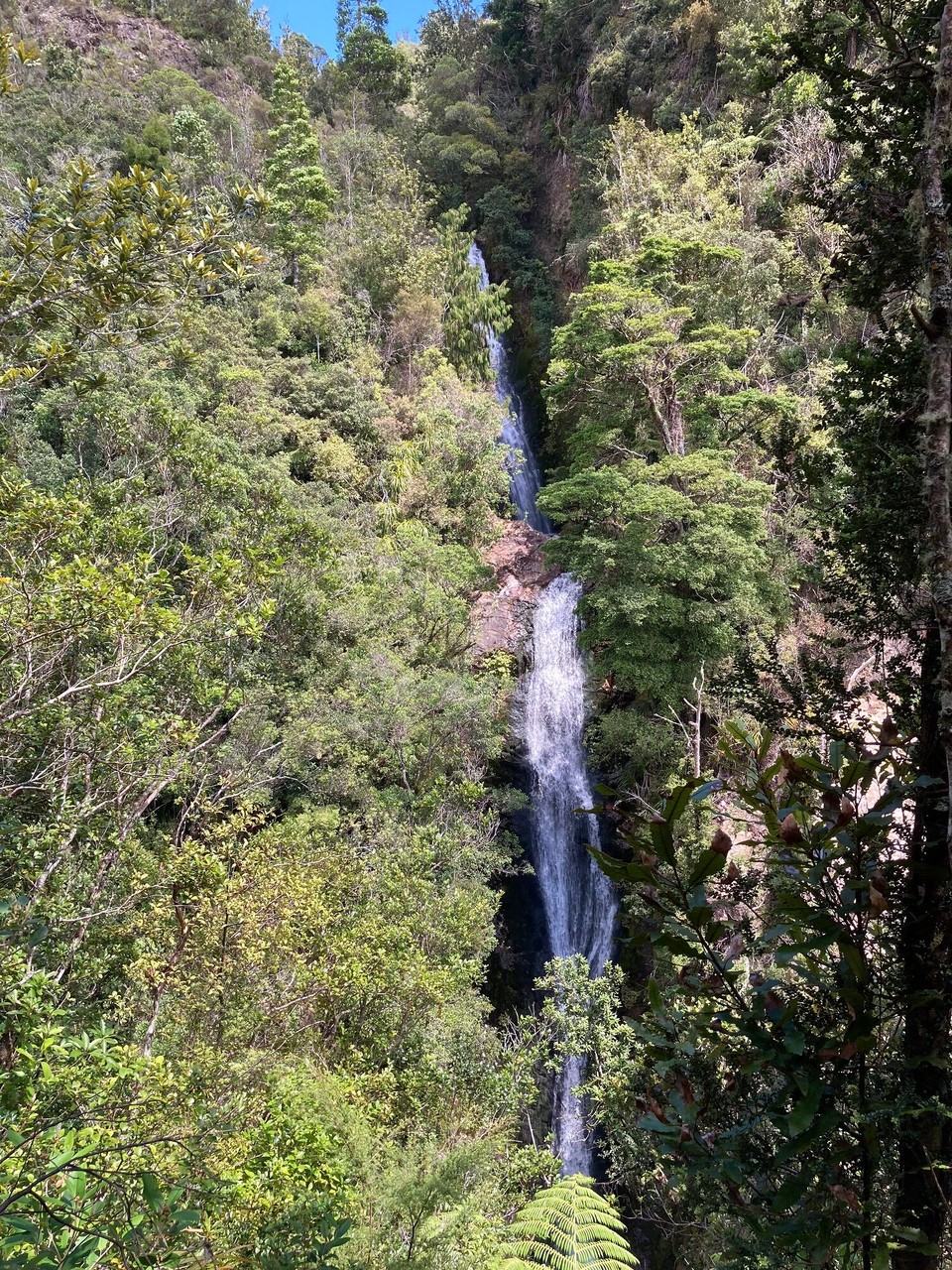 Neuseeland - Coromandel Forest Park - 