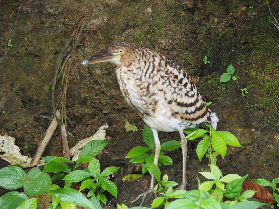 Panama -  - 