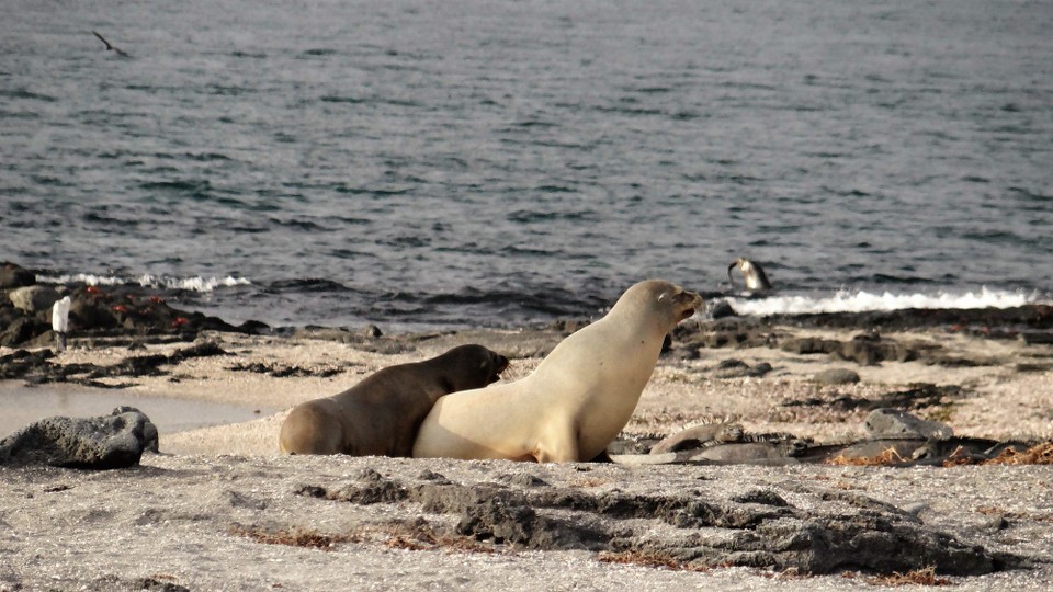 Ecuador - Fernandina Island - Sea lion mum and older pup