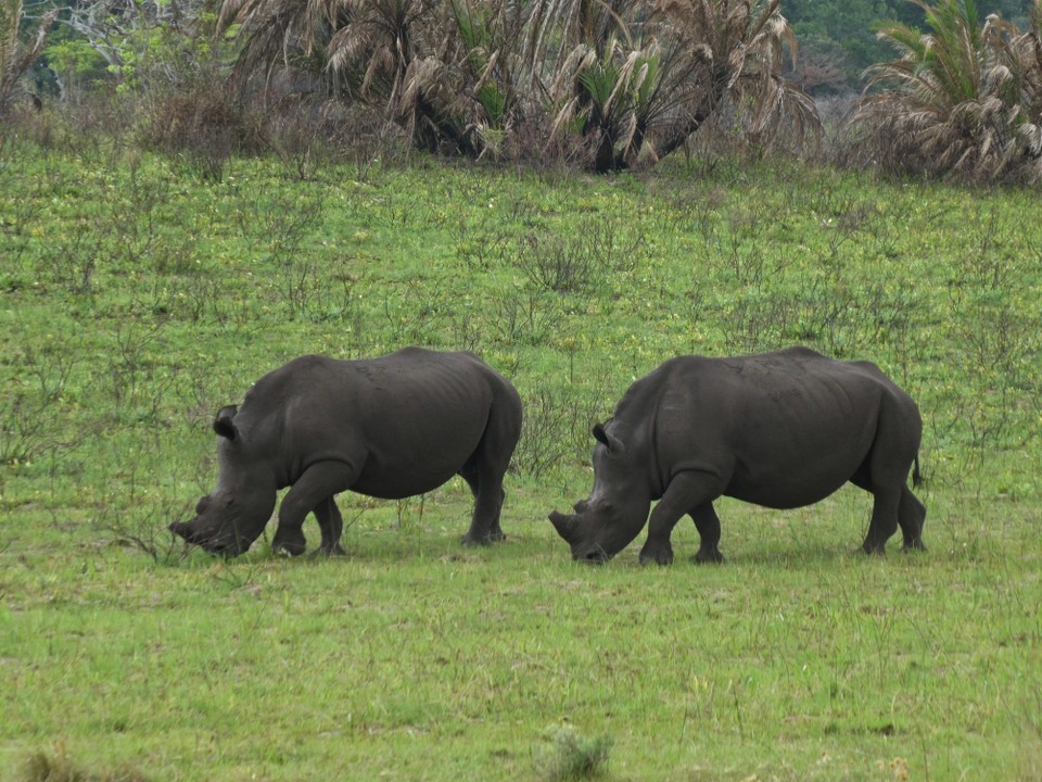 Südafrika - iSimangaliso-Wetland-Park - 