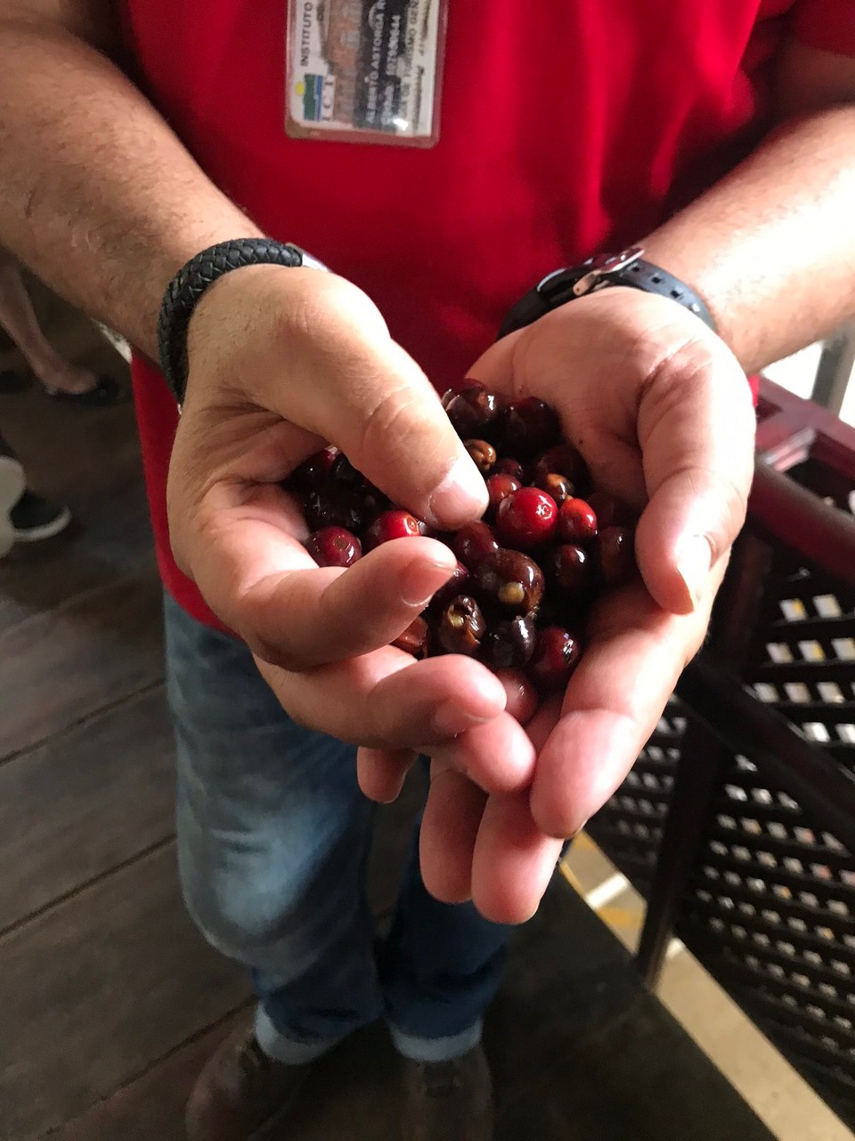 Costa Rica - San José - Kaffeefrucht, die Bohne ist der Kern