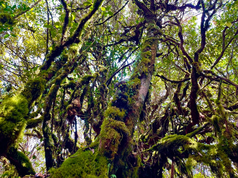 Malaysia - Tanah Rata - 