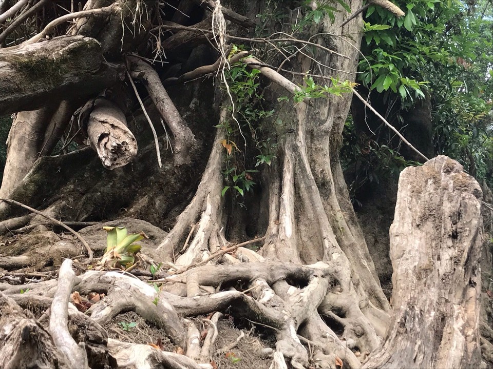 Costa Rica - Paraiso - 