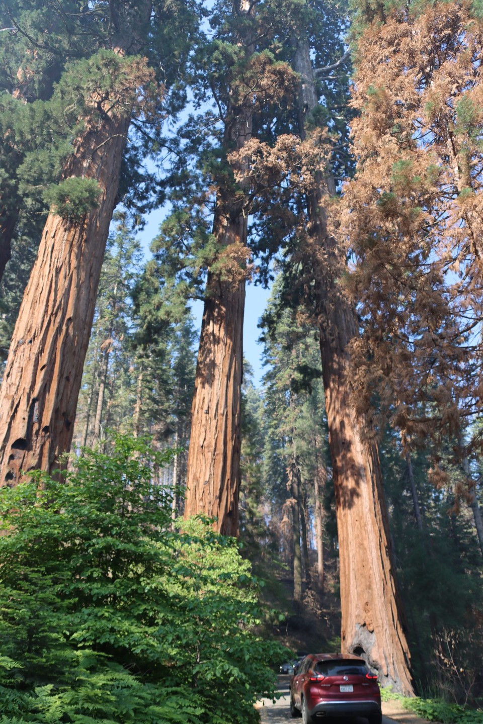 USA - Panamint Springs - Sequoia NP