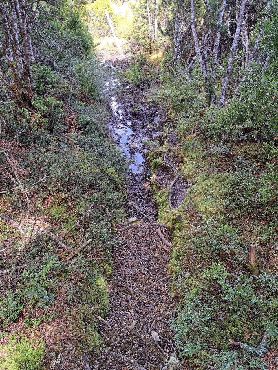 Neuseeland - Greenstone - 