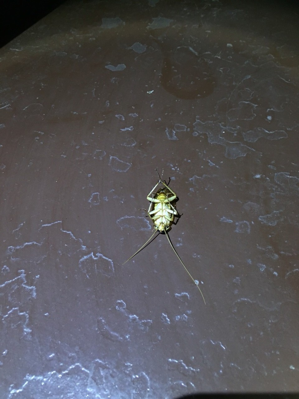 Sri Lanka -  - ... und geweckt wirst du von deinem  Bettgenossen "la cucaracha", in dem es dir sanft über den Arm krabbelt. Leider stimmte die Uhrzeit nicht, es war noch mitten in der Nacht. Den Sonnenaufgang wirst du nicht mehr erleben!