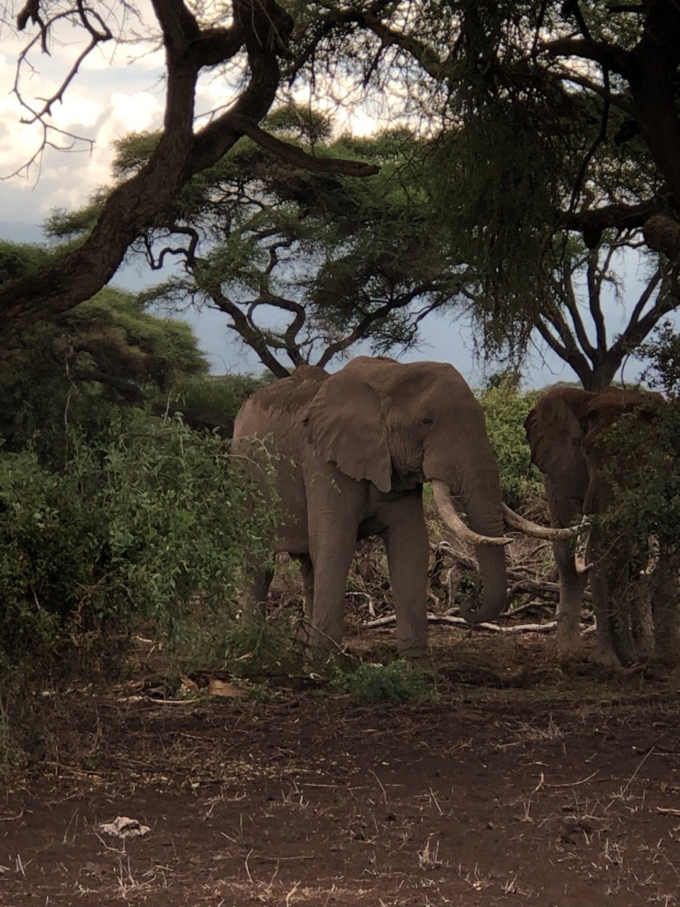 Kenia - Kajiado - 