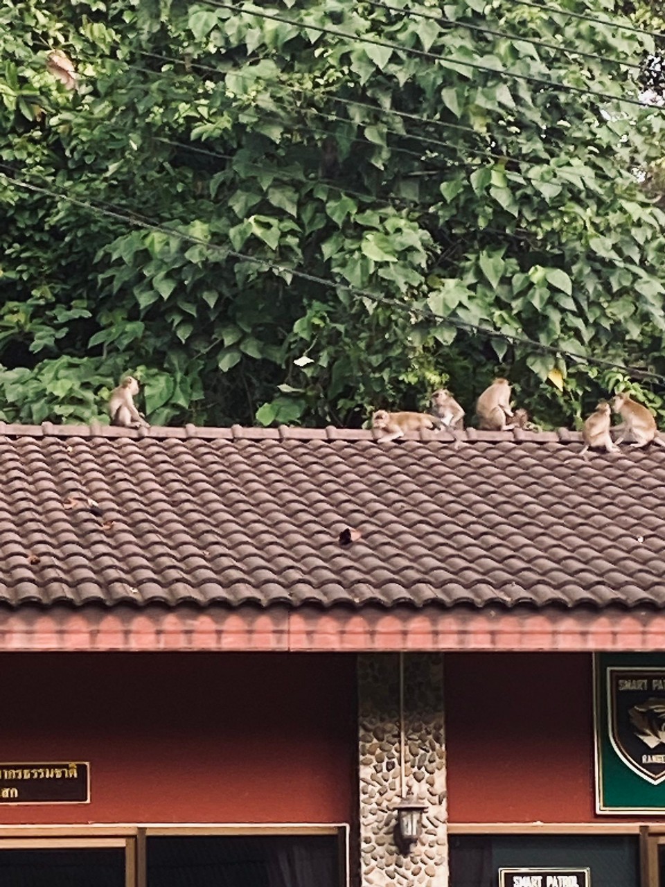 Thailand - Phanom - Die Kerlchen leben hier ganz frei in ihren Kolonien. Bisschen Vorsicht ist geboten.