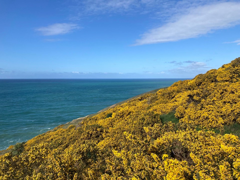 Neuseeland - Dunedin - 