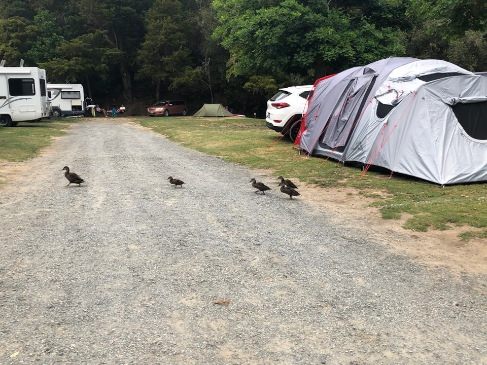 Neuseeland - Whangarei - Entenfamilie auf auf dem Campingplatz. 