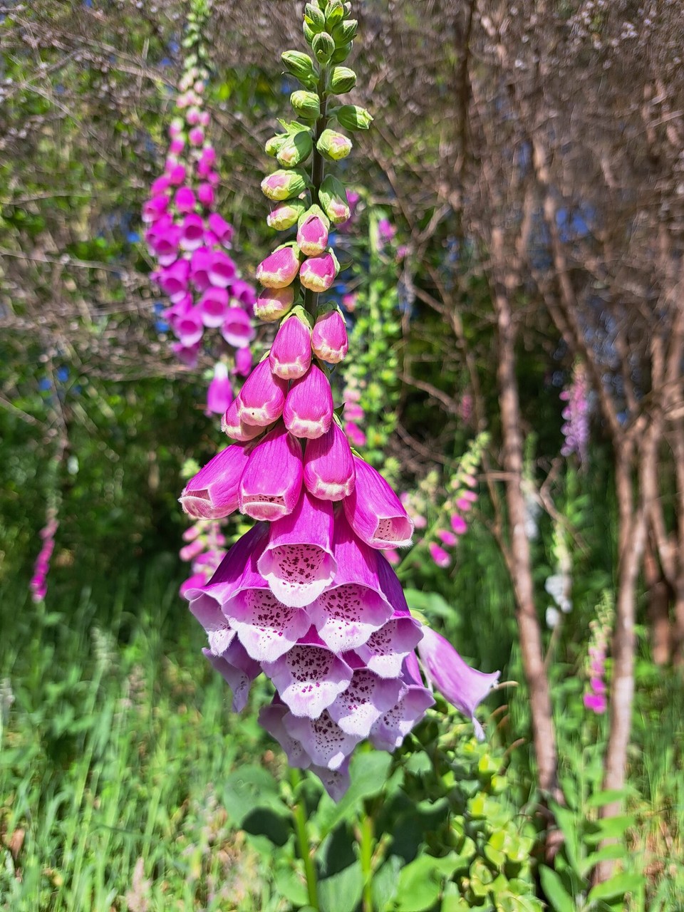 Neuseeland - Hamilton - 