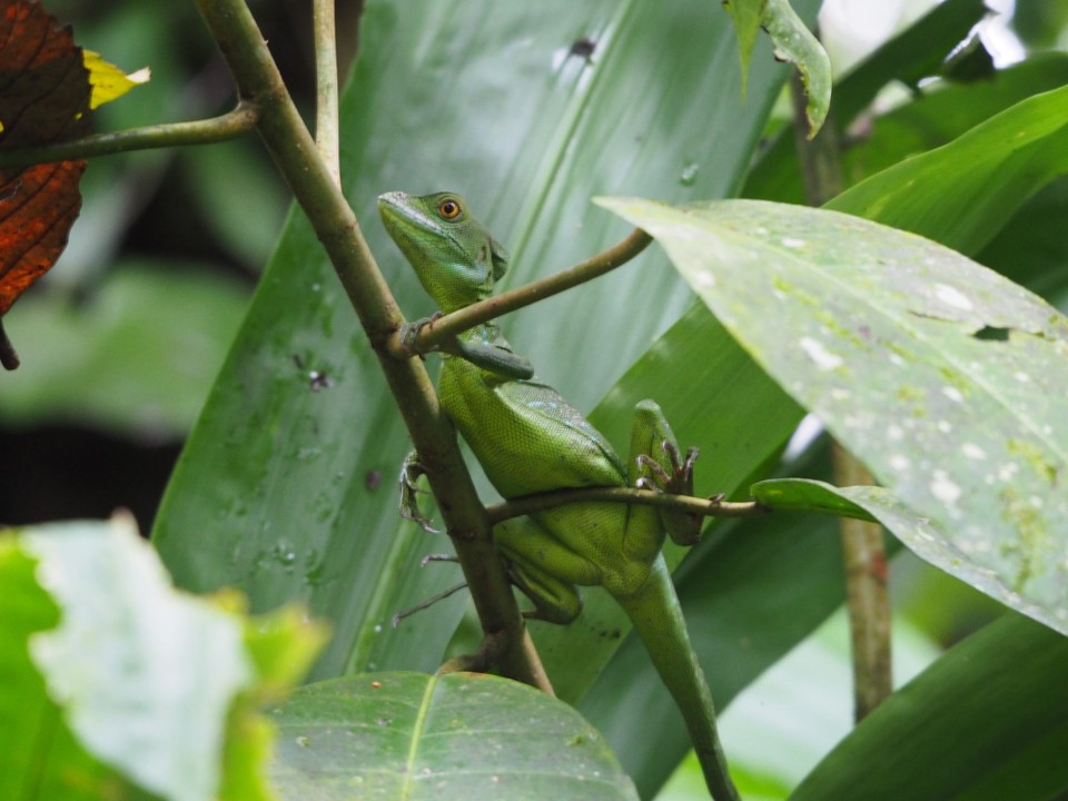 Costa Rica - La Fortuna - 