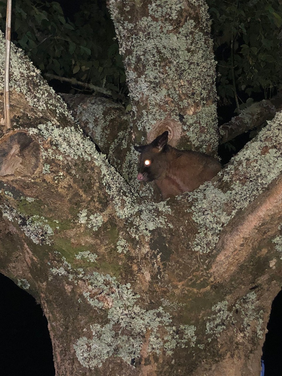 Neuseeland - Kaihu - Ausgerechnet ein Possum hat uns besucht. 