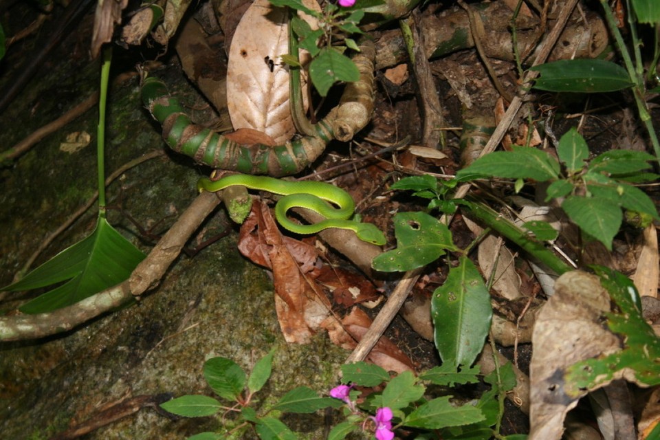 Thailand - Chiang Mai - Achtung, giftig!