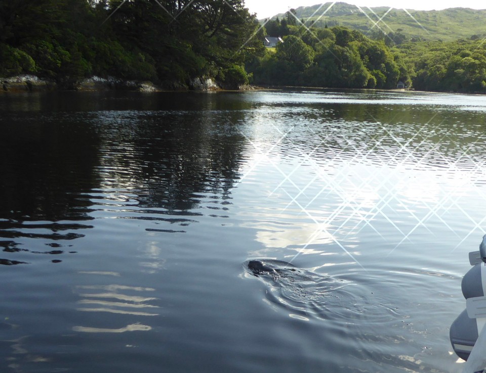 Ireland - Glengarriff - Early in the morning after the stormy night, we could hear splashing and sucking at our boat hull, and when we investigated it was a little seal.